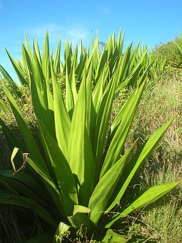 Furcraea foetida